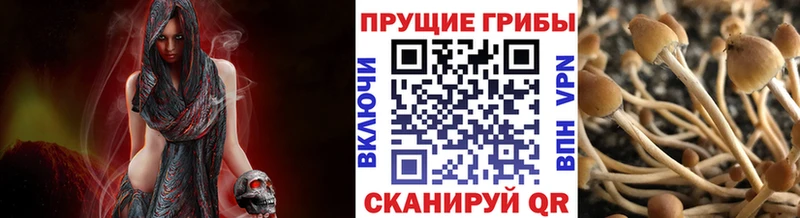 Псилоцибиновые грибы Cubensis omg ссылка Заводоуковск